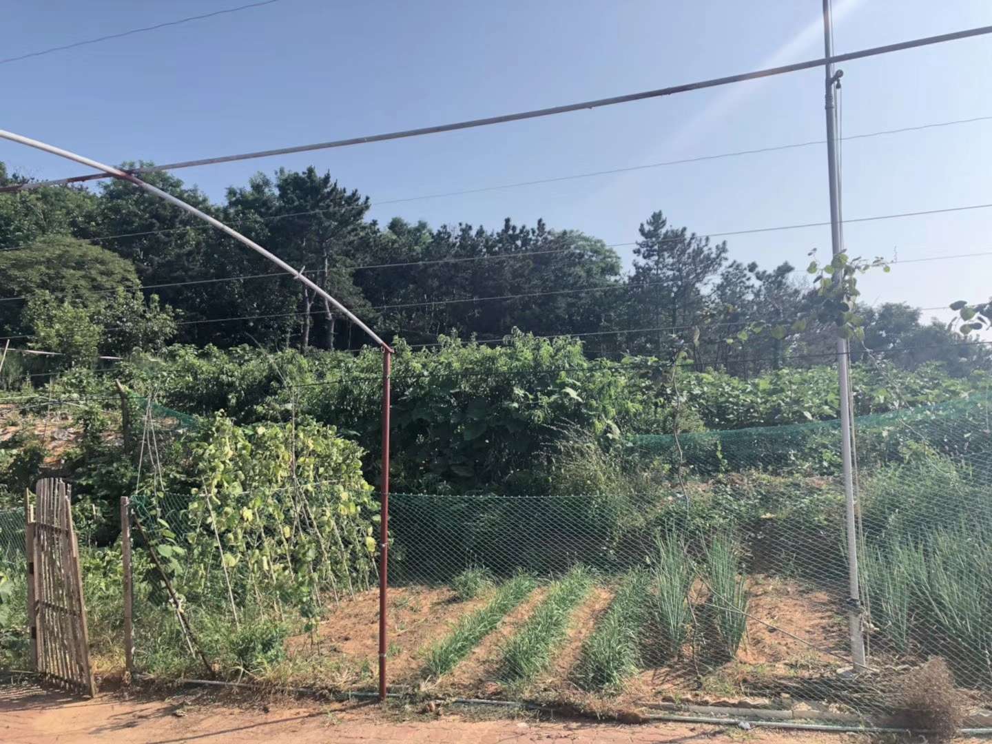 無花果果園出租出售