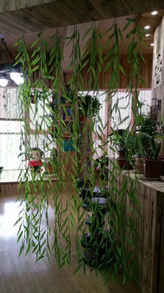 @1000/月，龍港外灘，12樓，西向