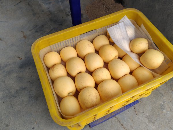 維納斯蘋果開賣啦