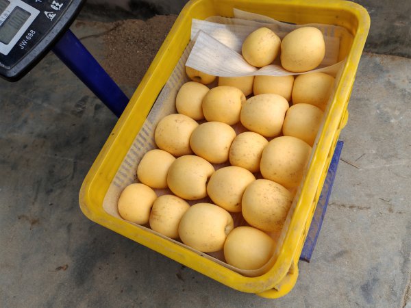 維納斯蘋果開賣啦