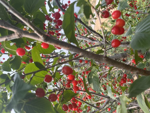 出售曬子小櫻桃樹苗 出售曬子小櫻桃樹苗